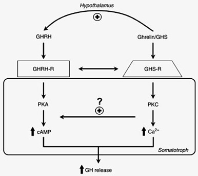 gh-wi-fig-8