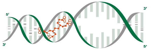 peptides-fig-1