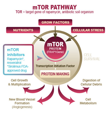 mtor-fig-1