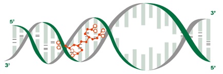 peptide-bl-fig-1