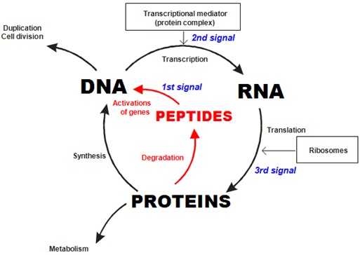 peptide-bl-fig-8