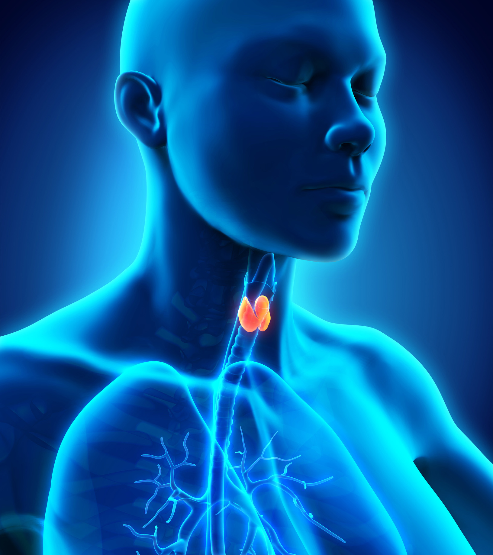 Blue animated image with the thyroid gland highlighted in red
